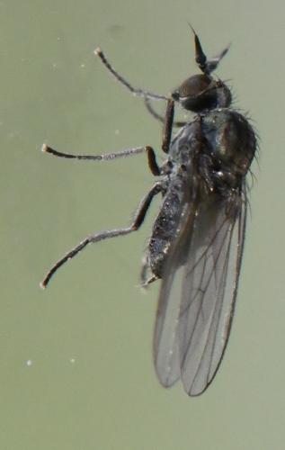 Réf. 300 933 : Microphor sp.